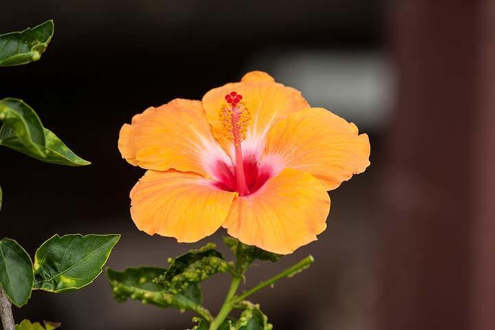 Kirpal Meditation And Ecological Center Pahoa ภายนอก รูปภาพ